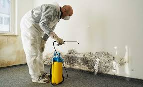 Professional Mold Prevention & Removal  in Nambe, NM