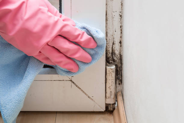 Why You Should Choose Our Mold Remediation Services in Nambe, NM